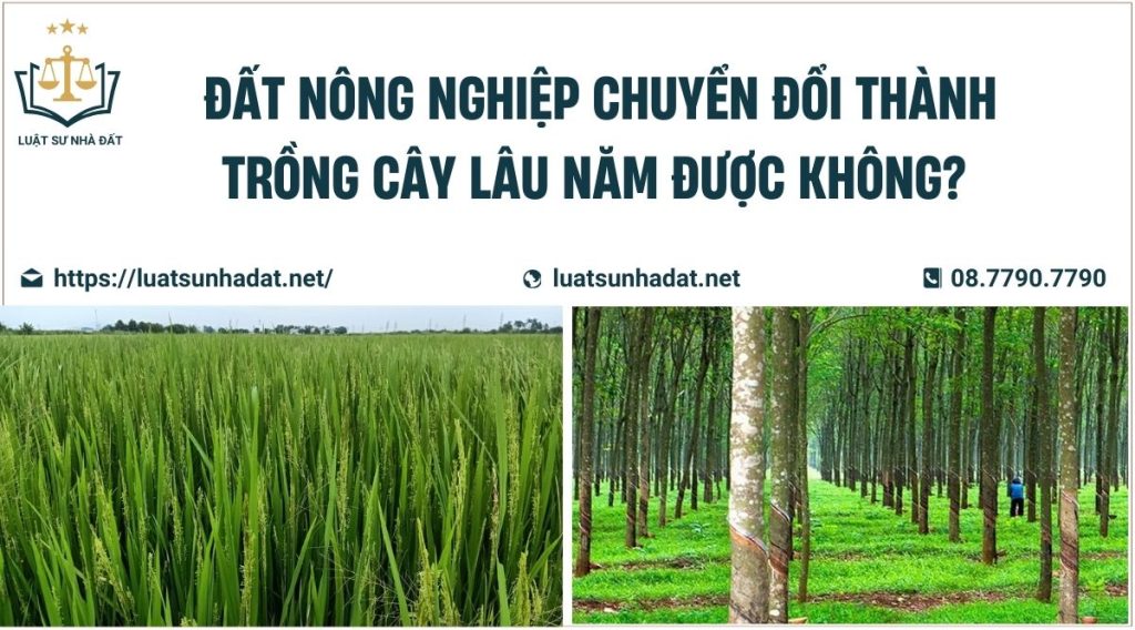 đất nông nghiệp chuyển đổi thành trồng cây lâu năm