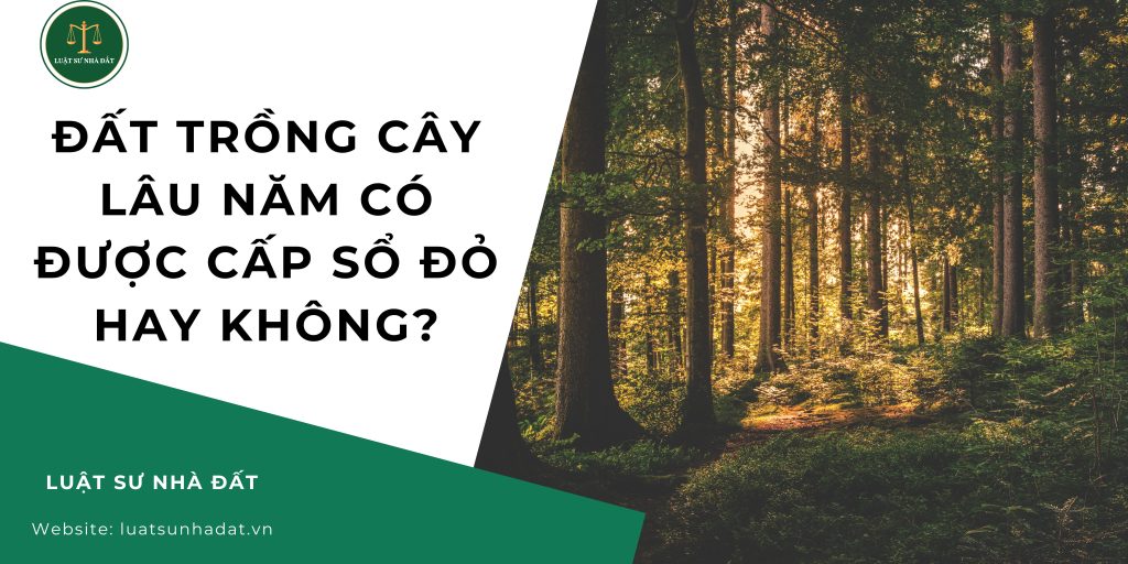 Đất trồng cây lâu năm có được cấp sổ đỏ hay không